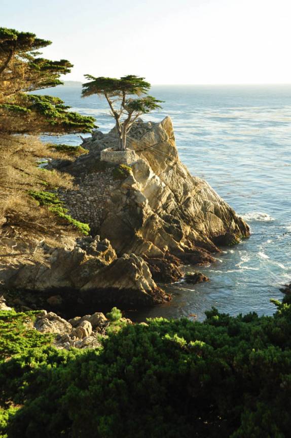 Os elegantes ciprestes ao longo da 17 Mile Drive, em Monterey, no litoral da Califórnia, nos Estados Unidos